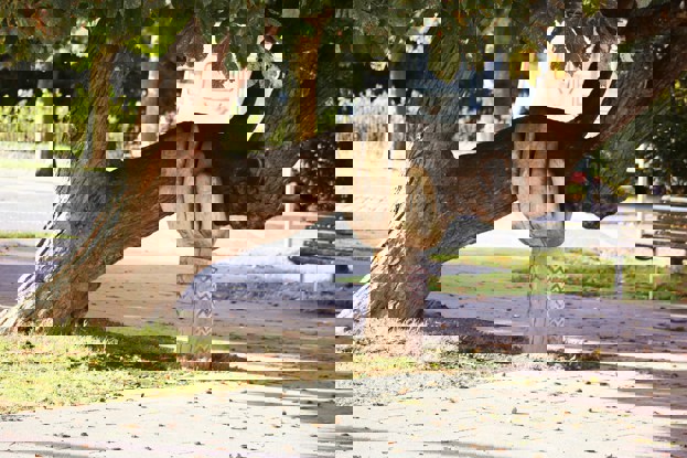 A carved wooden hand set beneath a thick branch of a tree, as if giving it support.