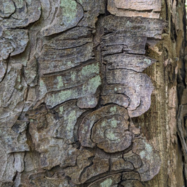 Bark of a tree in greens and browns