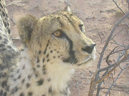 Decorative big cat image