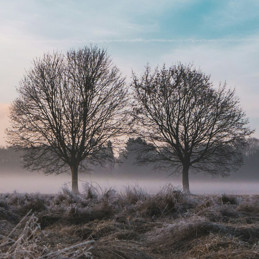 Two trees with a little space between them, without leaves, with frosty grassland in the foreground, a layer of mist behind, and byond the treelinge in the background is a blue sky with light clouds