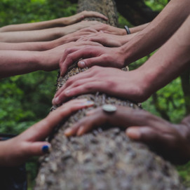 Fuve pairs of hands, all with different skin tone, resting on a horizontal treet trunk.