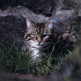 Scottish wildcat looking straight at the camera through grass.